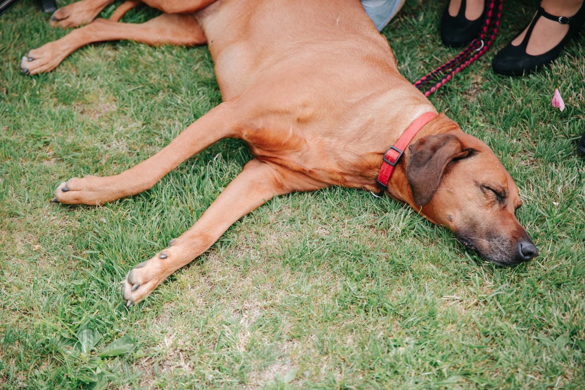 hochzeit burgenland traeumerei maria bild wedding hochzeitsfotografie hochzeitsfotograf hochzeitslocation trauung 0019